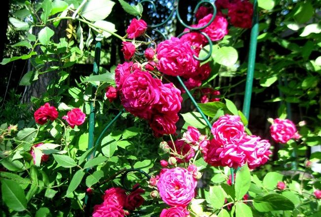 Роза Виктория – плетистое украшение сада