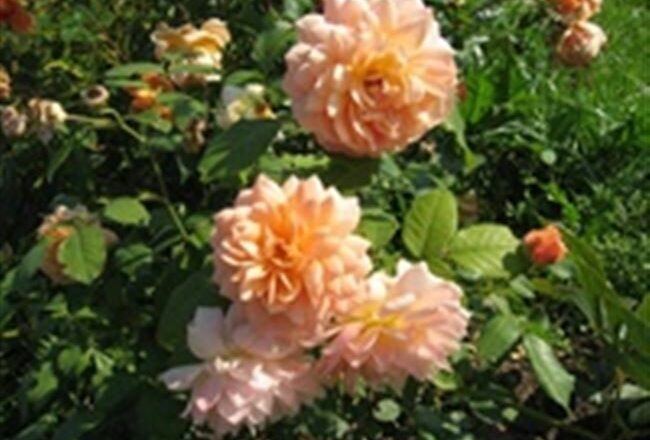 Грейс «Grace»: описание абрикосовой розы Дэвида Остина и особенности выращивания