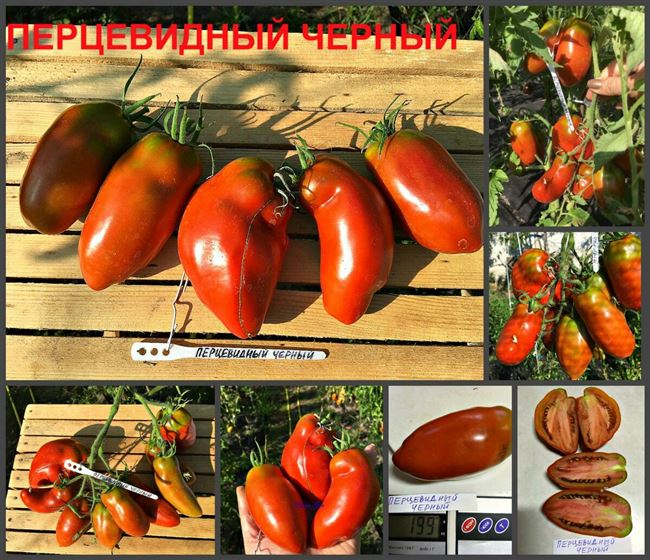 Томат перцевидный описание сорта — Продолжаем знакомиться с необычными сортами томатов. Напомню, какие интересные сорта и гибриды мы уже обсуждали: белоплодные и черноплодные, с зеленой,