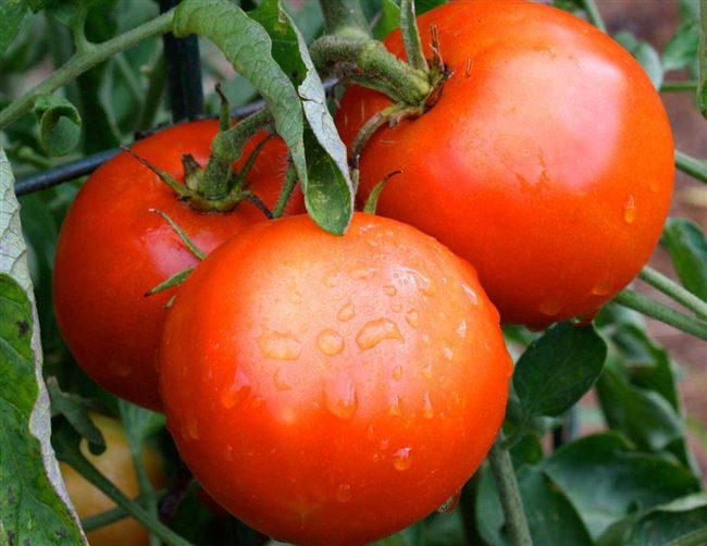 Сорт томатов Томато: описание сорта, фото и отзывы