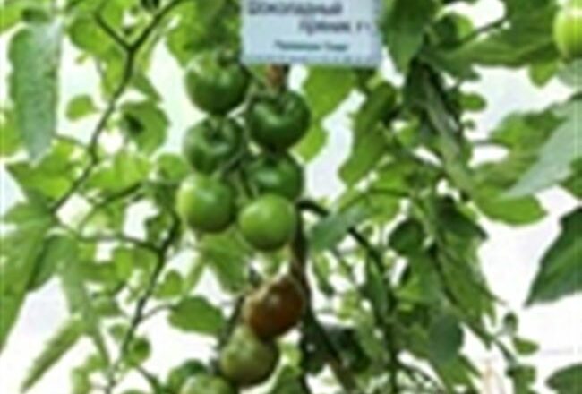 Сорт с богатым урожаем- томат Шоколадный пряник F1 Премиум: описание, плюсы и минусы гибрида