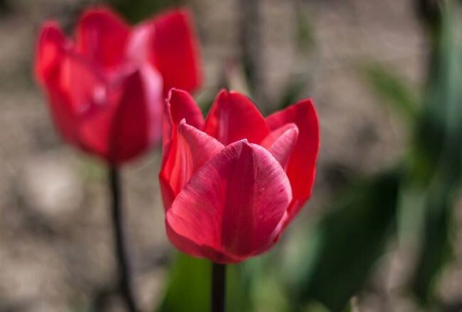 17 лучших сортов Простых Поздних тюльпанов