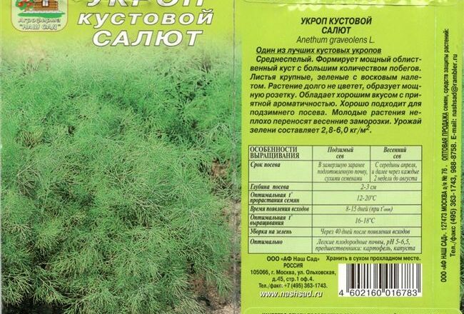 Кустовой укроп: сорта, особенности выращивания
