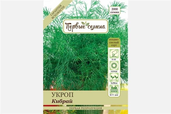 Укроп Кибрай: описание сорта, особенности выращивания