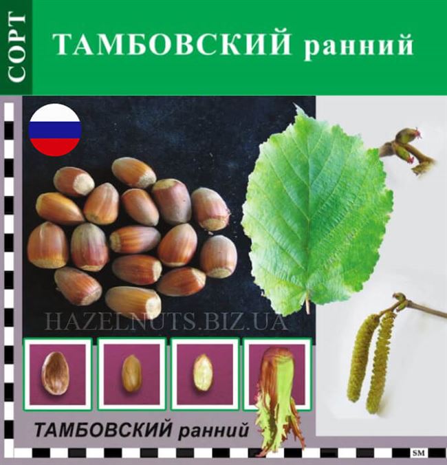 Фундук “Кубань” (среднего срока созревания, высокоурожайный сорт) — Ягодная Поляна