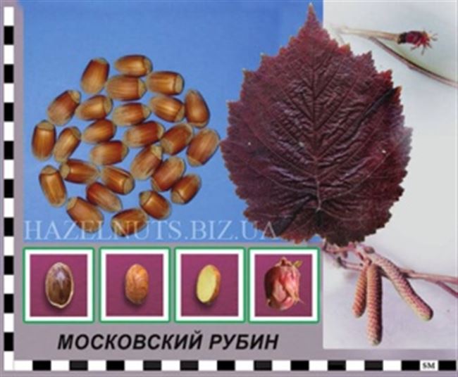 Фундук Московский рубин описание сорта c фото | Фундуковая ферма