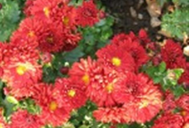 Корейские хризантемы: ботаническая характеристика