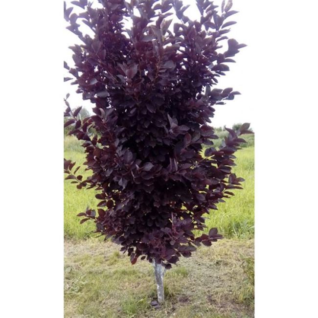 Пурпурная Свеча — сорт растения Черемуха