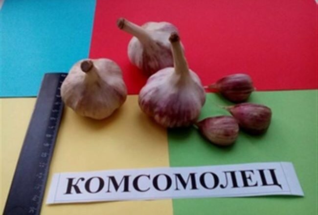 Чеснок Комсомолец: описание сорта, посадка, выращивание, отзывы