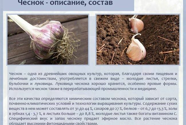 Чеснок Петровский: описание сорта, преимущества и недостатки