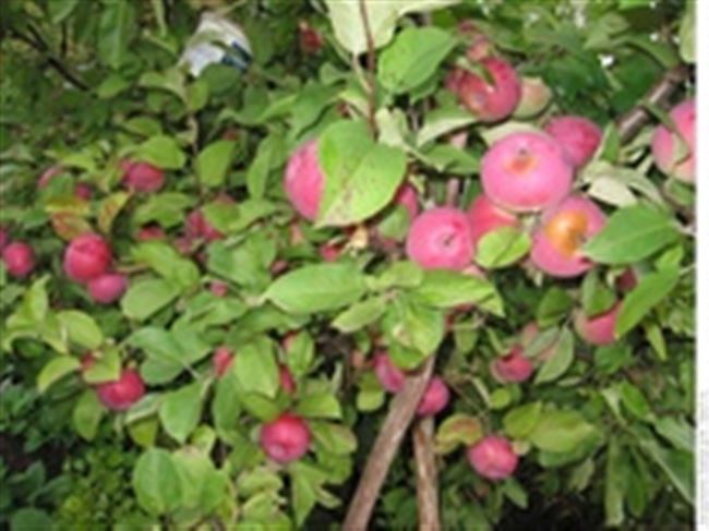 Яблоня сорта Лобо