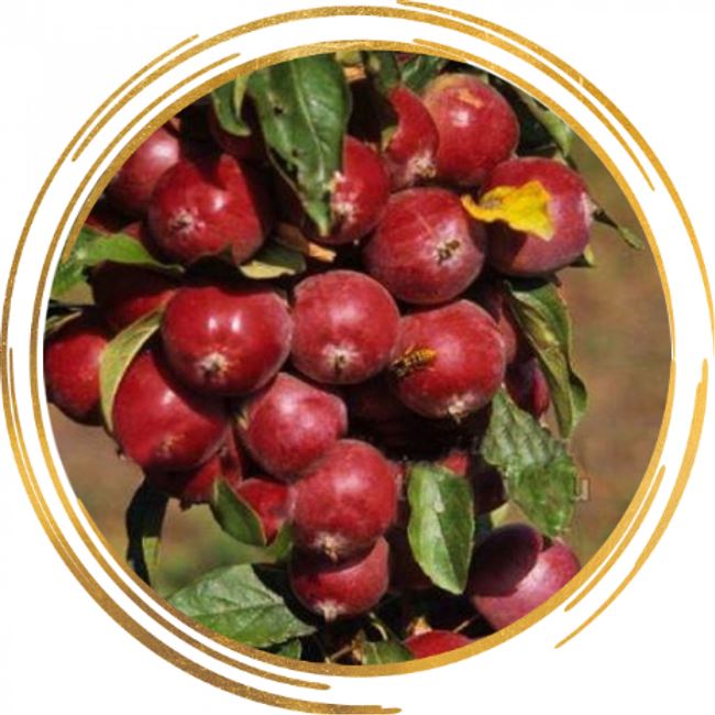 О колоновидной яблони: описание ранних, скороспелых, сладких сортов