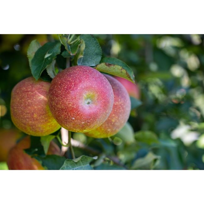 Описание сорта яблони Марат Бусурин: фото яблок, важные характеристики, урожайность с дерева