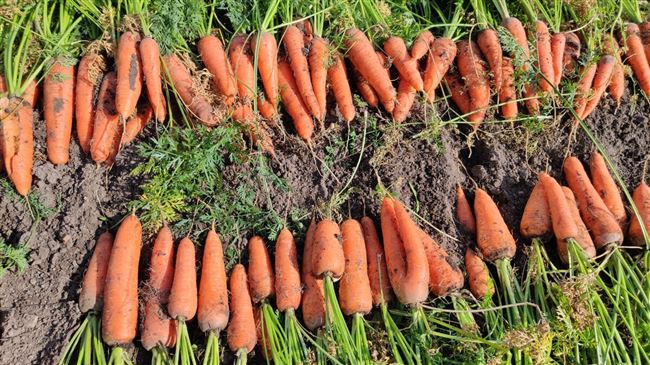 4 сорта моркови: собрала, сравниваю, пробую