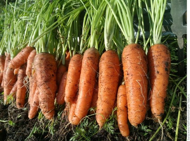 Отзыв о Семена Поиск Морковь «Бейби» | Отличная всхожесть,соответствует описанию,прекрасный вкус,хорошо хранится