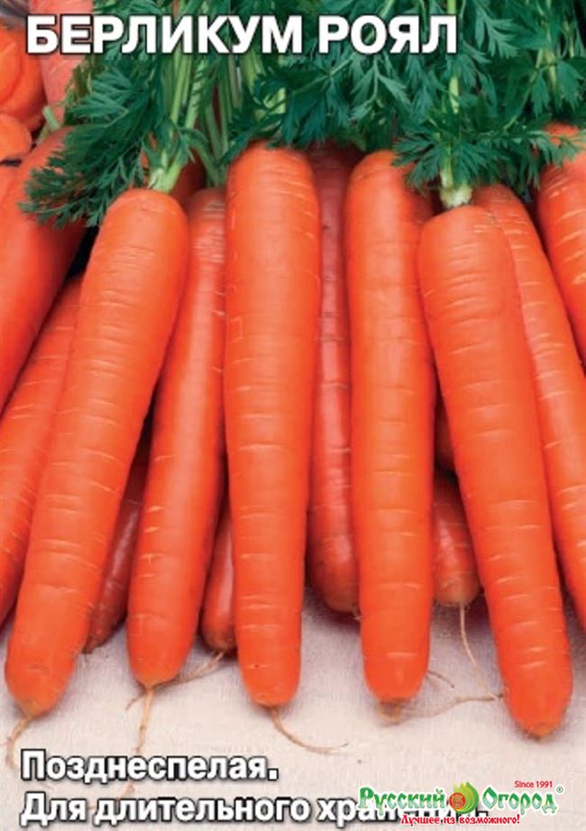 Морковь Берликум Роял: описание и характеристика сорта, выращивание и уход, фото