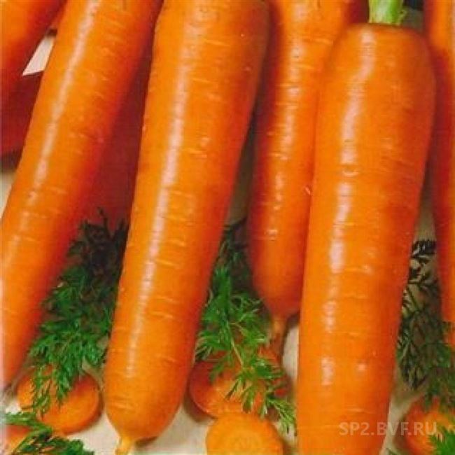 морковь варвара созревание среднеспелый группа cорт мякоть сочная хрустящая форма удлиненно-цилиндрическая длина 20 25 см цвет оранжевая устойчивость к цветушности и растрескиванию корнеплодов товарные качества высокие общая 5 5 7 5 кг/м 2