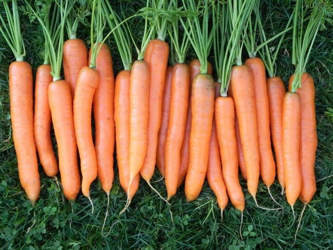 Морковь Витаминная 6: полная характеристика и описание сорта, история селекционирования и выращивание, а также достоинства и недостатки, сбор и хранение урожая Русский фермер
