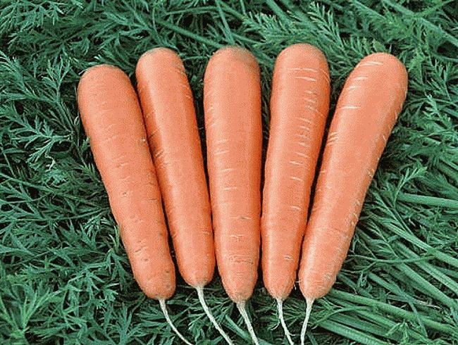 Сорт моркови Детская Сладость: описание, преимущества и недостатки сорта, особенности посадки и выращивания, какие могут быть трудности при выращивании, другие
