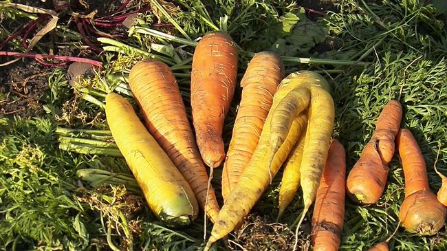 Желтая морковь — очень необычный и полезный овощ. Почему морковь желтая, а также состав и рецепты с желтой морковью — подробно в нашей статье