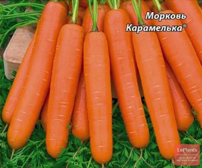 Морковь Карамелька: отзывы, фото, урожайность – Дачное дело