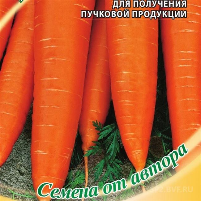 Сорт растения Морковь — Мармеладка. Свойства и характеристики сорта Мармеладка. База сортов и гибридов растений для выращивания на своем участке. Подбор сортов по критериям.