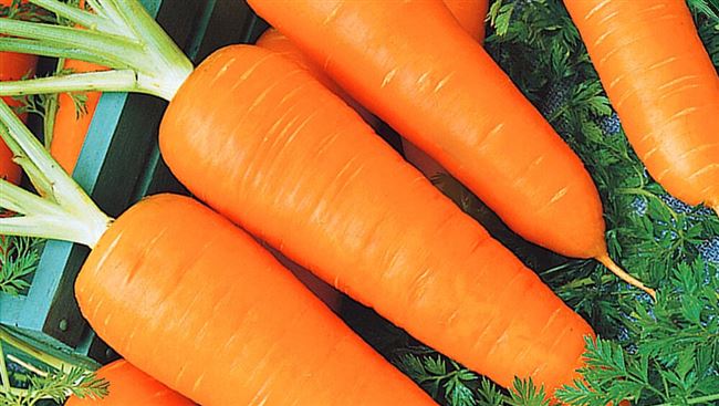 Отзыв о Семена моркови Вильморин «Маэстро F1» | Морковь удалась.