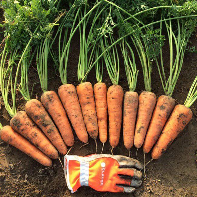 Мирафлорес — сорт растения Морковь