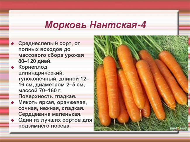 Семена моркови «Нанте» от ССК «Поиск» — «Великолепная получается морковка. Я от неё в восторге.»  | отзывы