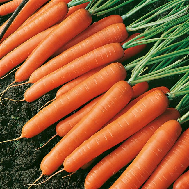 Морковь Нарбонне F1 — описание сорта, фото, отзывы, посадка и уход — Журнал «Совхозик»
