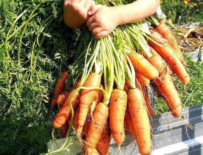 Подборка сортов моркови разных цветов: от белой до черной, фото.