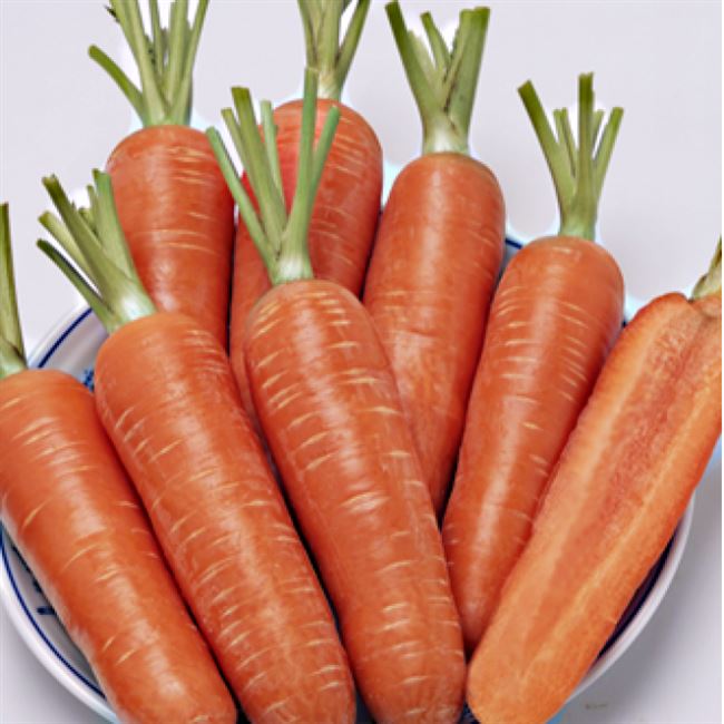 Высокоурожайный гибрид моркови, формирует очень выровненные, гладкие корнеплоды высокого качества насыщенно-оранжевого цвета как снаружи, так и внутри.