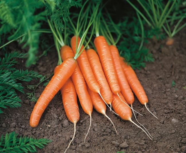 Форвард - сорт растения Морковь