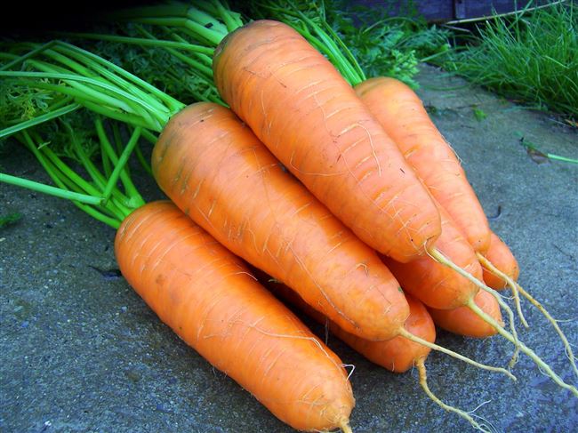 Морковь Фэнси 1г из Семена моркови  17руб.