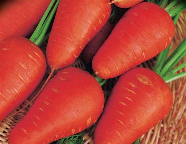 Чем хороша морковь Шантене