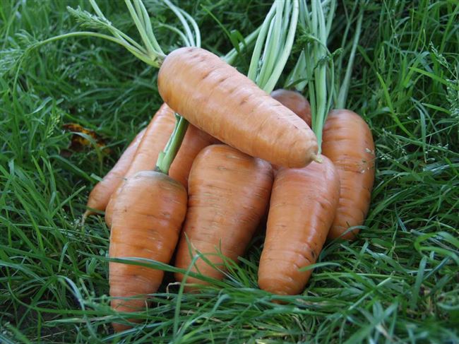 Морковь Шантане: 70 лет отличного качества!