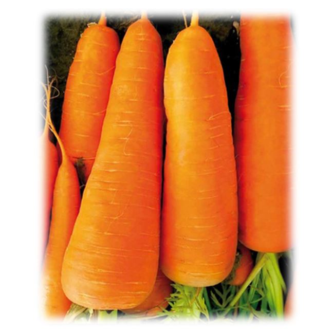 Сорт растения Морковь — Шарлотта. Свойства и характеристики сорта Шарлотта. База сортов и гибридов растений для выращивания на своем участке. Подбор сортов по критериям.