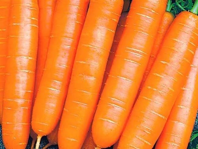 Морковь Ярославна: описание и характеристики
