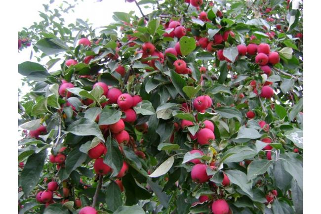 Яблоня Алтайское багряное