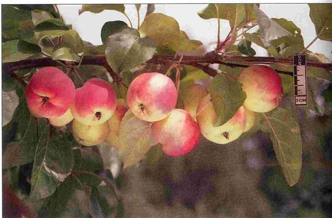 Яблоня сорт Алтайское пурпуровое - Сибирский Оазис