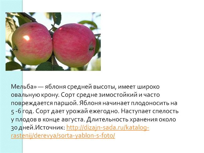 Особенности яблони Мельба – характеристика и нюансы выращивания