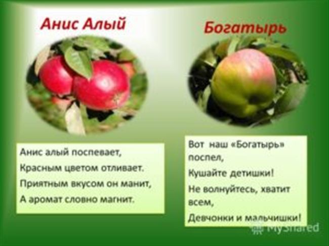 Яблоня «Анис алый» – описание и фото