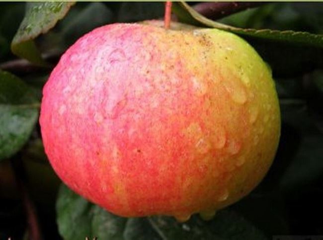 Сорт яблони Аромат Уктуса: описание, посадка и уход, фото, отзывы