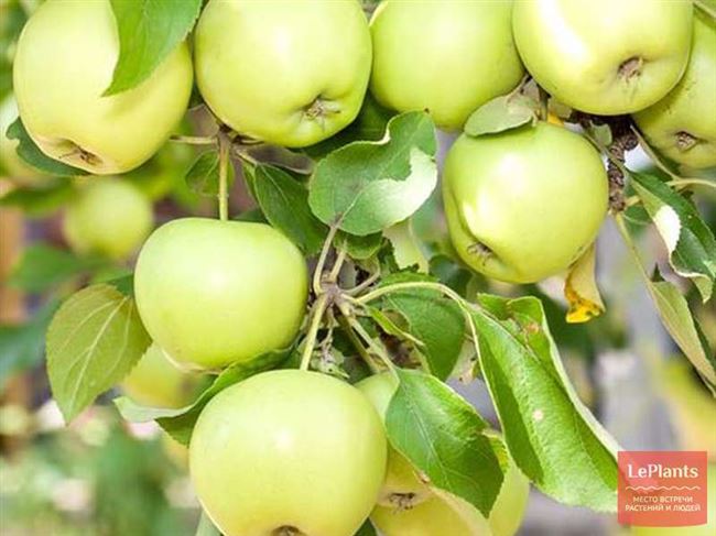 Сорт яблони Башкирский изумруд — YouTube