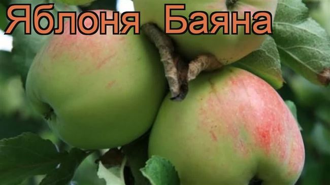 Сорт яблони Баяна: фото, отзывы, описание, характеристики.