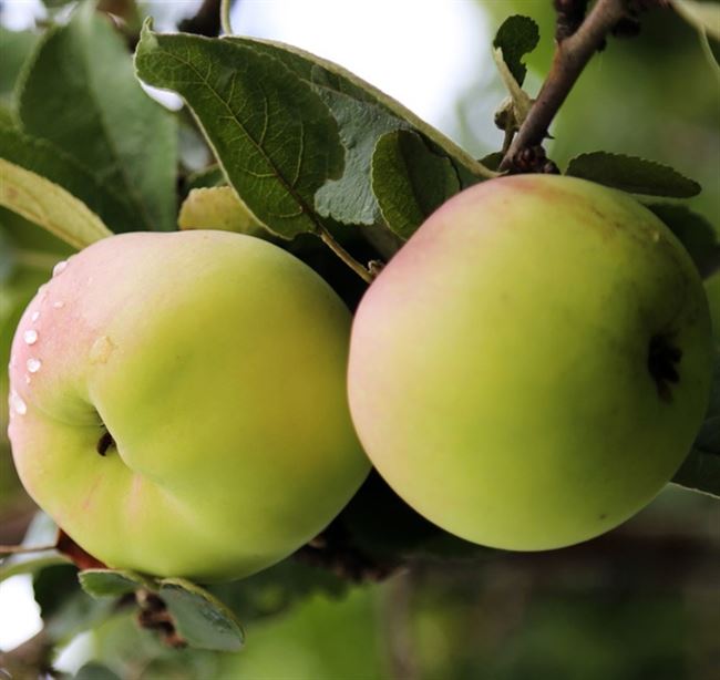 Лучшие позднелетние сорта яблонь | Lifestyle | Селдон Новости