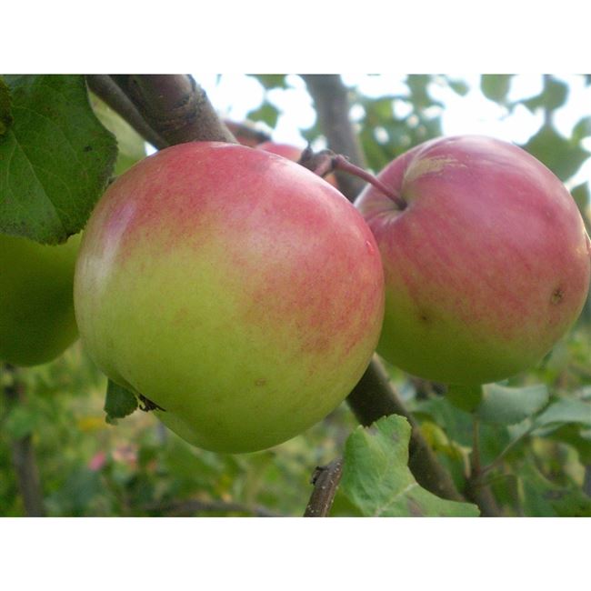 Сорт яблони Богатырь: описание и правила выращивания