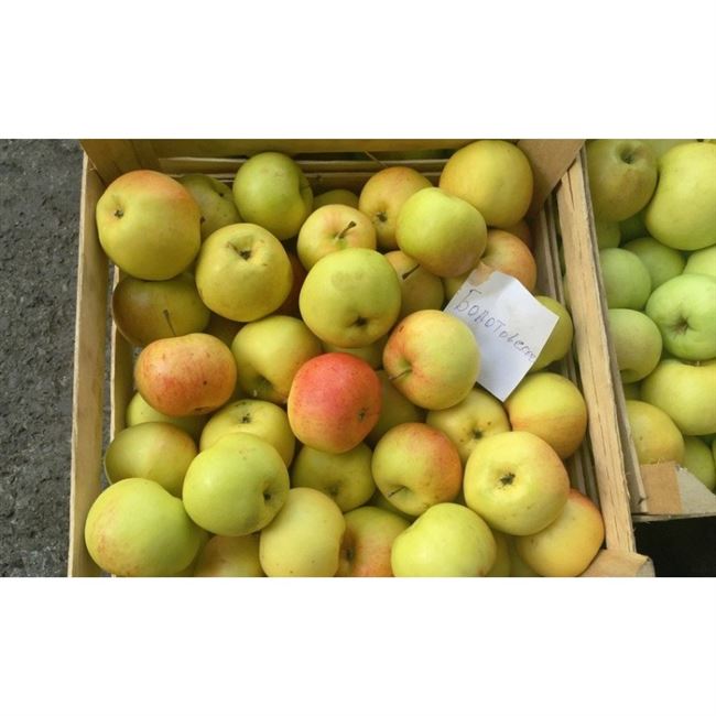 Как вырастить идеальный урожай с сортом яблони Болотовское?