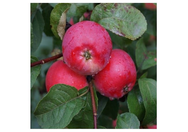 Скороплодная яблоня Брусничное: описание, фото