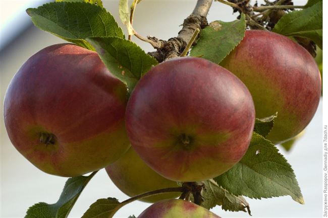 Осень богата урожаем фруктов, среди них большое разнообразие сортов яблок. Плоды сорта яблони Вавиловское созревает во второй декаде сентября, и могут
